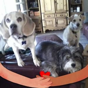 Meet your Posher, Terry